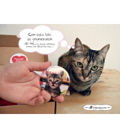 "MASCOTA BOX" CHAPAS PARA MASCOTAS