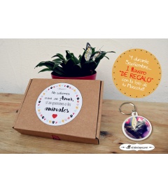 "MASCOTA BOX" CHAPAS PARA MASCOTAS